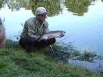 Forel uitgezet in de Dompekolk